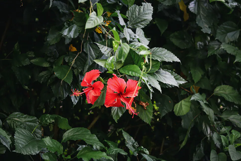 hibisco vermelho entre folhas verdes