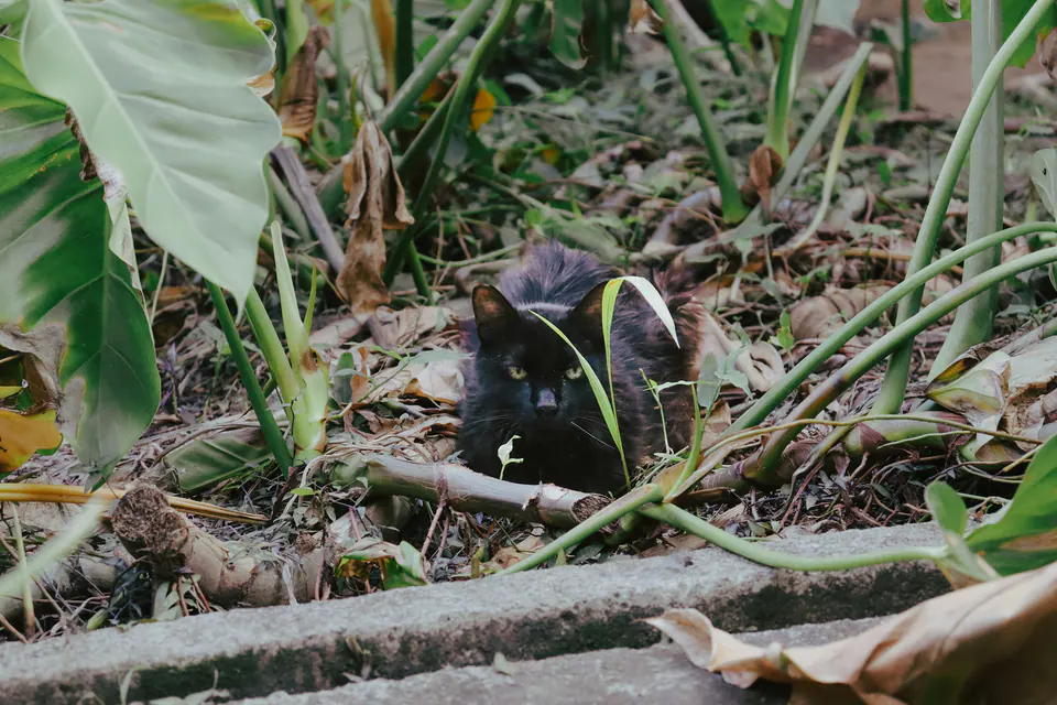 gato preto escondido entre as plantas