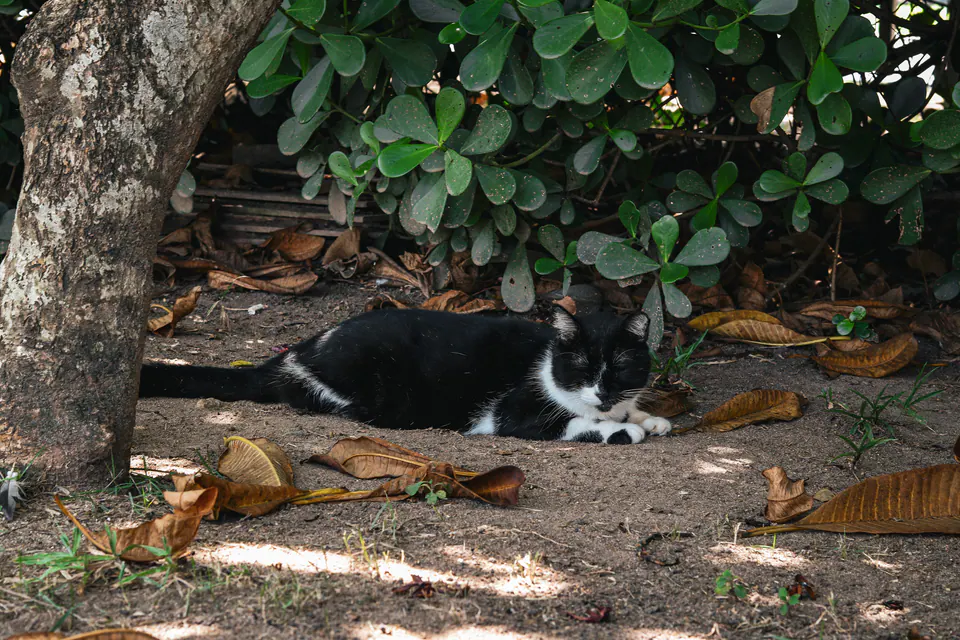 gato preto e branco deitado sob uma árvore