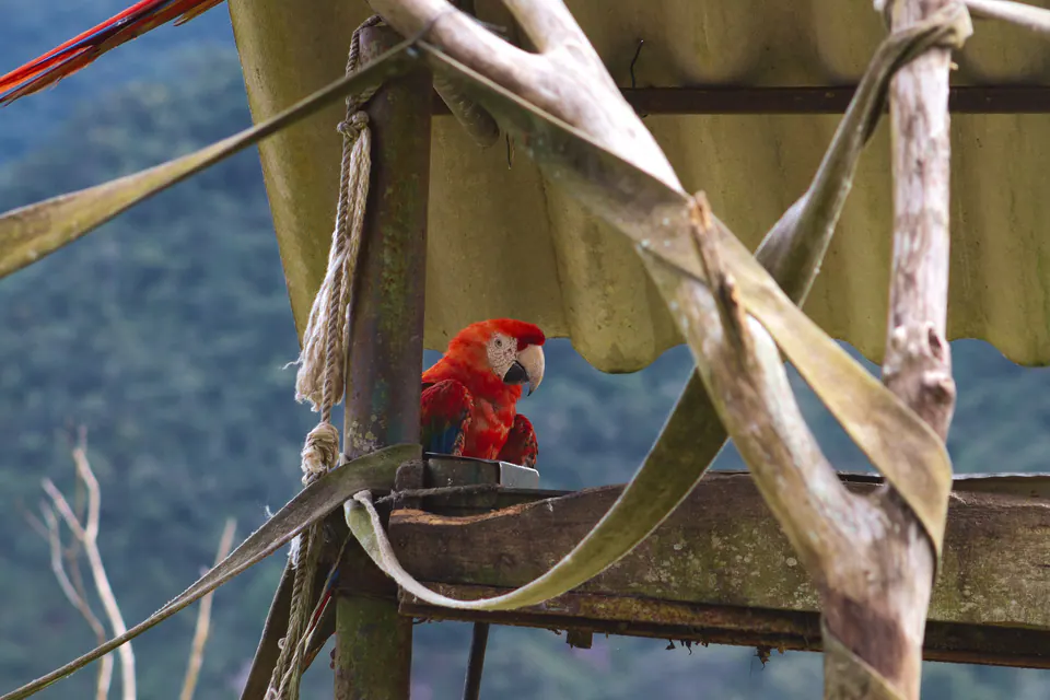 arara vermelha sob o telhado do comedouro
