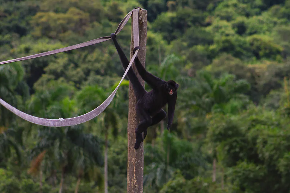 macaco-aranha pendurado num poste, com a mata ao fundo