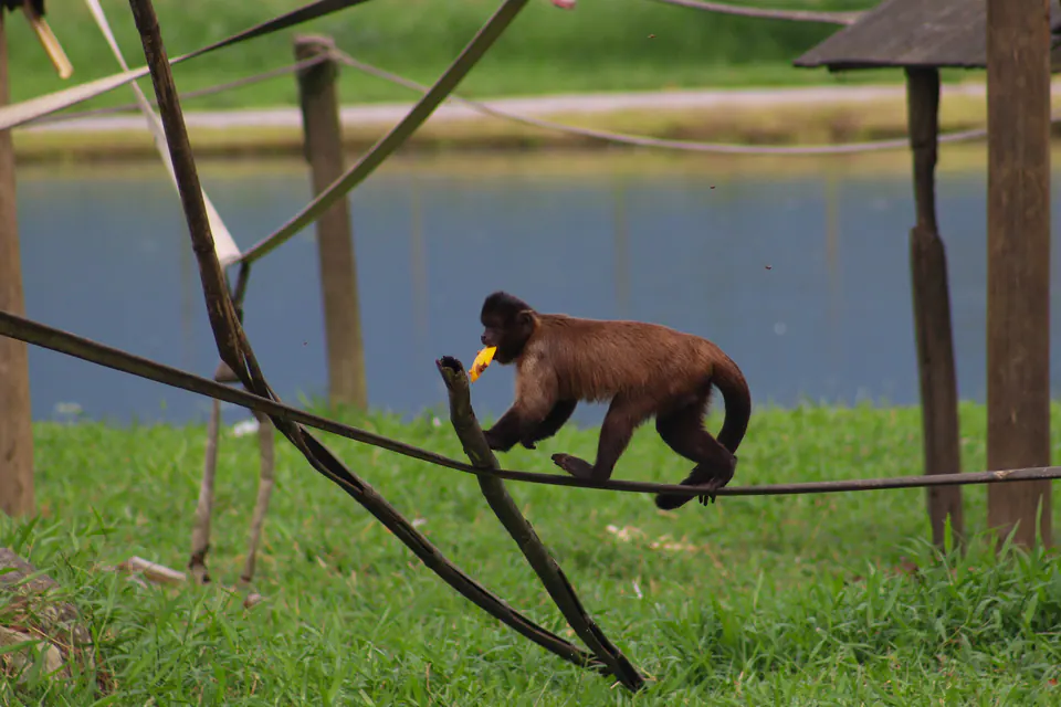 macaco-prego comendo em cima de uma corda