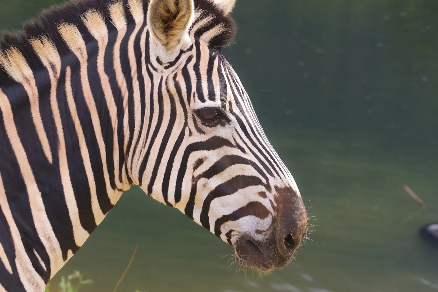 zebra de perfil em close, com água ao fundo